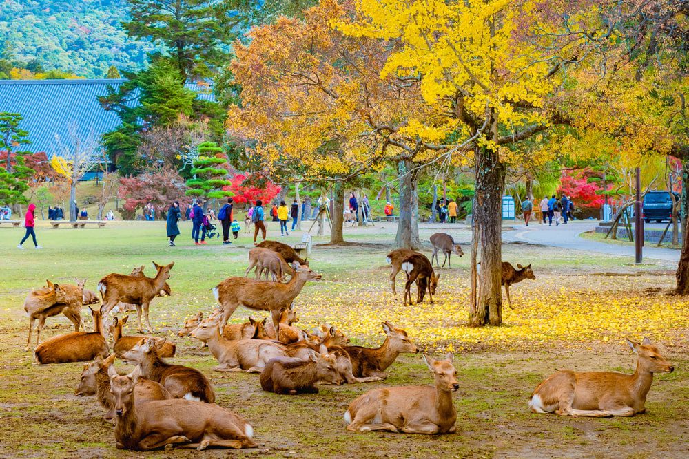Nara park in Japan in autumn